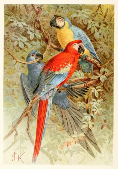 Macaws