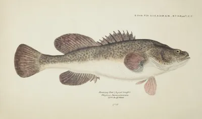 Maccullochella Sp Tas