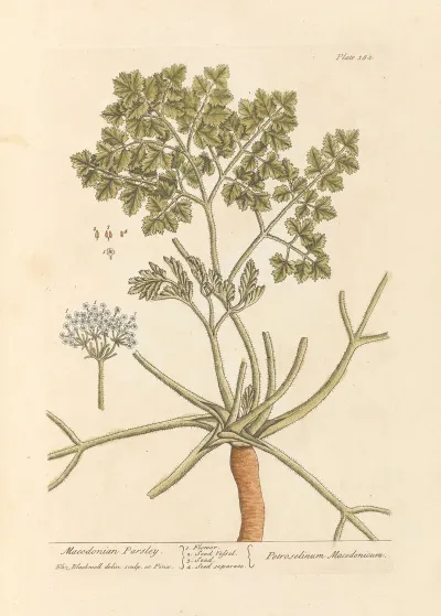 Macedonian Parsley