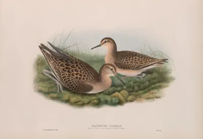 Machetes Pugnax Ruff And Reene In First Autumn Plumage