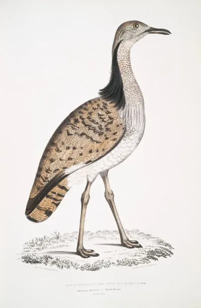 Macqueens Bustard Otis Macqueenii Hamalaya Mountains