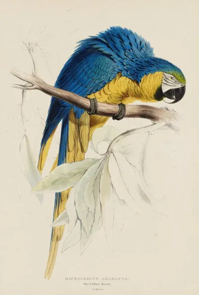 Macrocercus Ararauna Blue Yellow Macaw