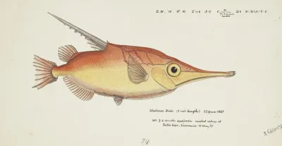 Macrorhamphosus Scolopax Tas Snipefish
