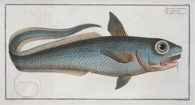 Macrourus Rupestris