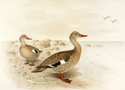 Madagascan Teal