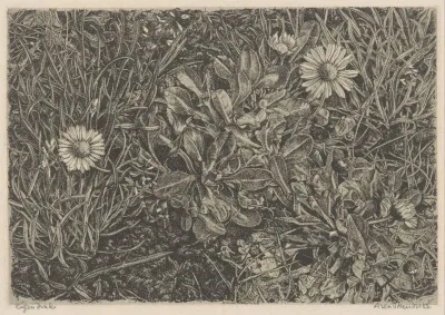 Madelieven In Het Gras