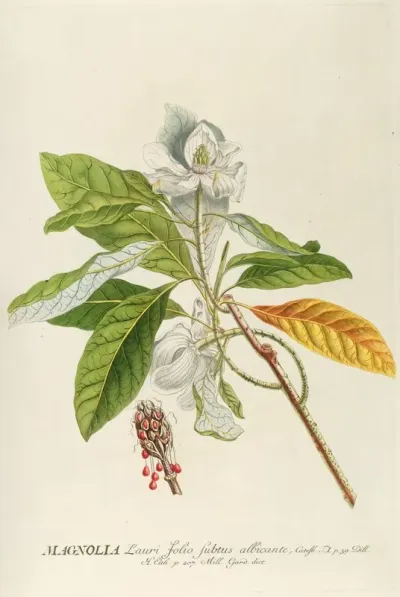 Magnolia 3