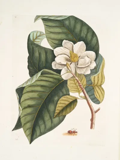 Magnolia Fore Albo Formica Villosa Coccinea The Velvet Ant