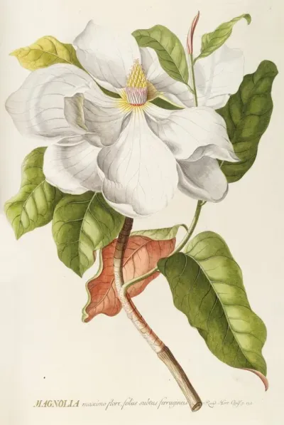 Magnolia Ii