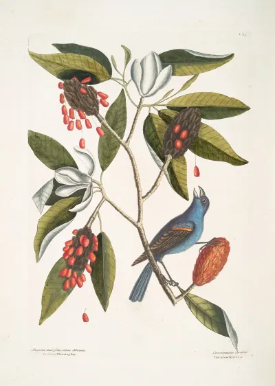 Magnolia Lauri Folio Subtus Albicante The Sweet Flowring Bay Coccothraustes Coeruleus The Blew Grosbeak