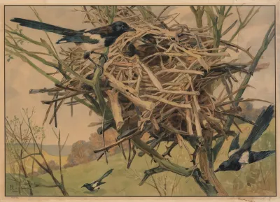 Magpie