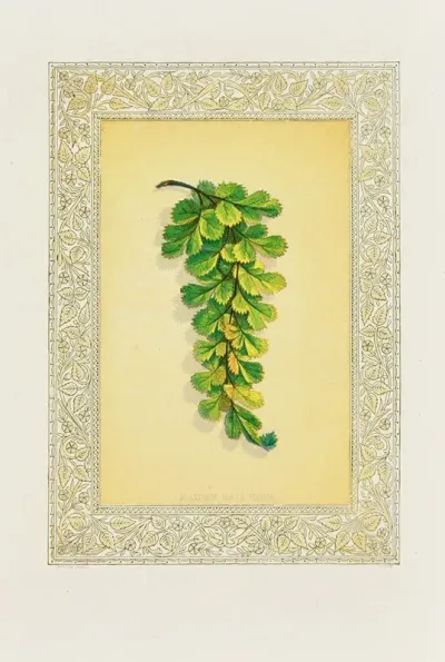 Maiden Hair Fern
