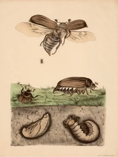 Maikafer Melolontha Vulgaris Und Seine Verwandlung
