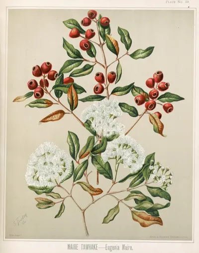 Maire Tawhake Eugenia Maire Plate 39