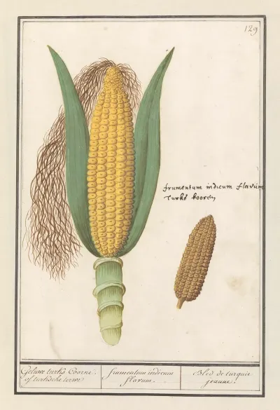 Mais Zea Mays Geluwe Turks Coorne Of Turksche Terwe Frumentum Indicum Flavum Bled De Turquie Jeaune