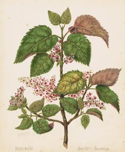 Makomako Aristotelia Racemosa