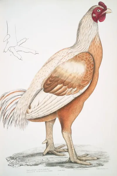 Malabar Cock Gallus Gigantea Natural Size