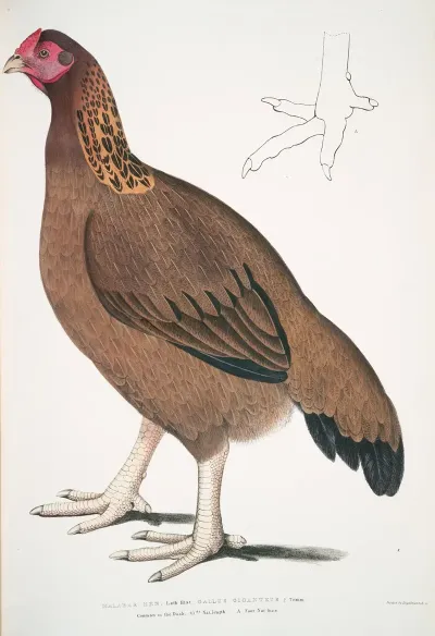 Malabar Hen Gallus Giganteus Common In Doab
