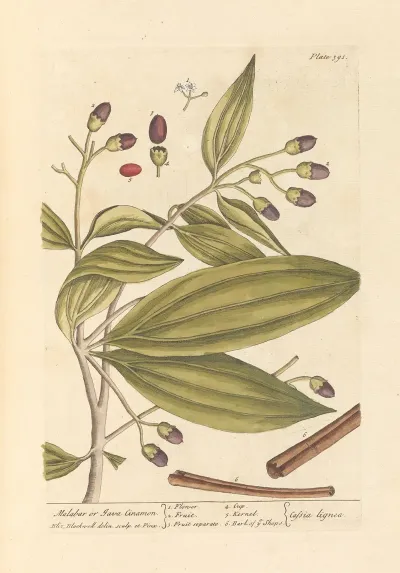 Malabar Or Java Cinamon