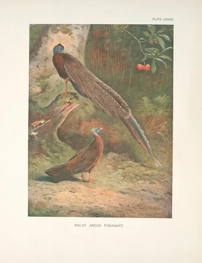 Malay Argus Pheasant Argusianus Argus