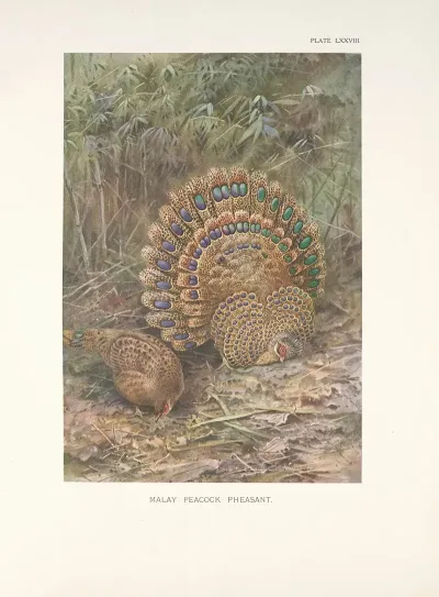 Malay Peacock Pheasant Polyplectron Malaccensis