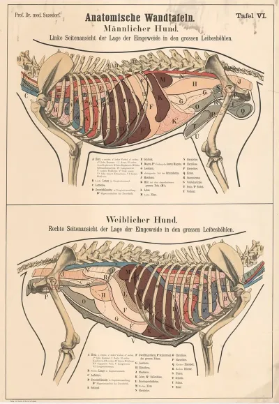Male And Female Dog Position Of The Internal Organs In The Large Body Cavities