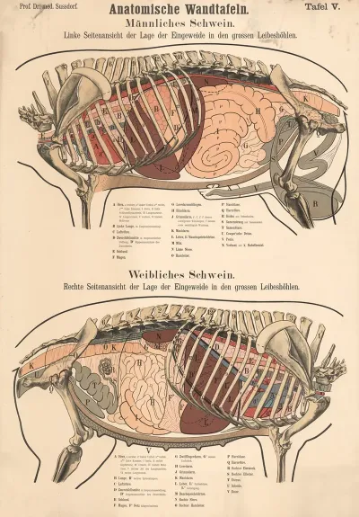 Male And Female Pig Position Of The Internal Organs In The Large Body Cavities