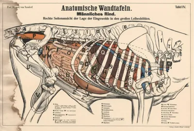 Male Bovine Right Side View Showing The Position Of The Internal Organs In The Large Abdominal Cavities
