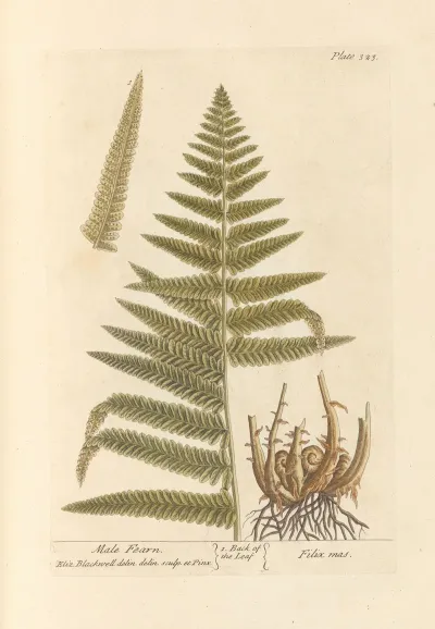 Male Fearn