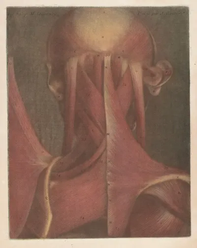 Male Head Showing The Muscles Of The Back Of The Head And Neck