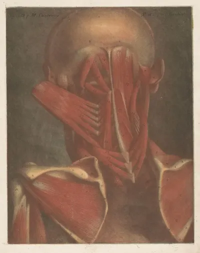 Male Head Showing The Muscles Of The Back Of The Head Neck And Shoulder Blades