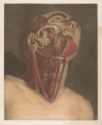 Male Head With Muscles Visible With Detail Of The Neck