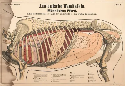 Male Horse Left Side View Showing The Position Of The Internal Organs In The Large Body Cavities