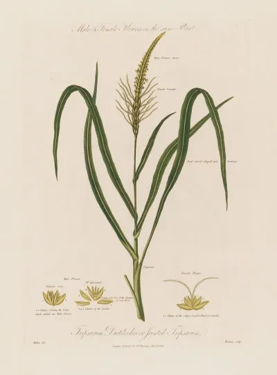Male Or Jointed Tripsacum