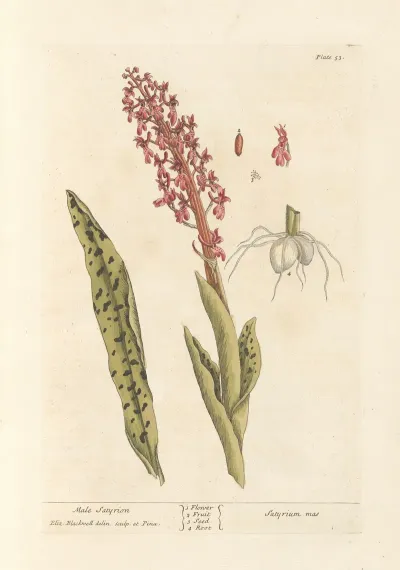 Male Satyrion