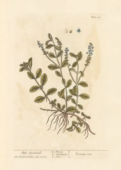 Male Speedwell