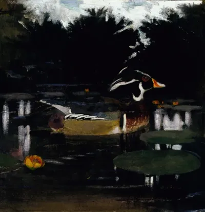 Male Wood Duck In A Forest Pool Study For Book Concealing Coloration In The Animal Kingdom