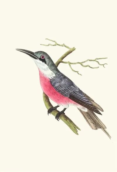 Malimbic Bee Eater