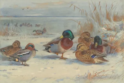 Mallard And Teal In The Snow