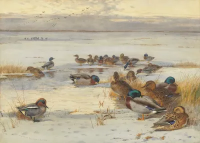 Mallard And Teal On A Snowy Marsh