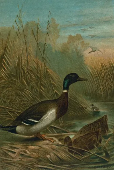 Mallard Duck