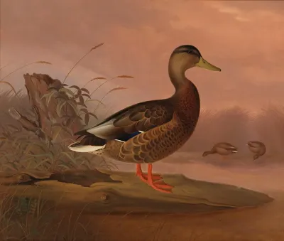 Mallard