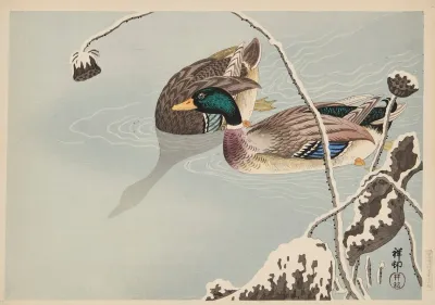 Mallards And Lotus Under Snow