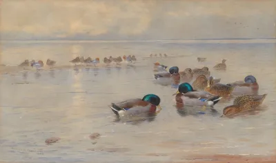Mallards On A Lake