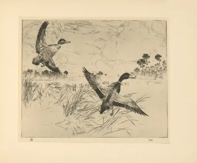 Mallards