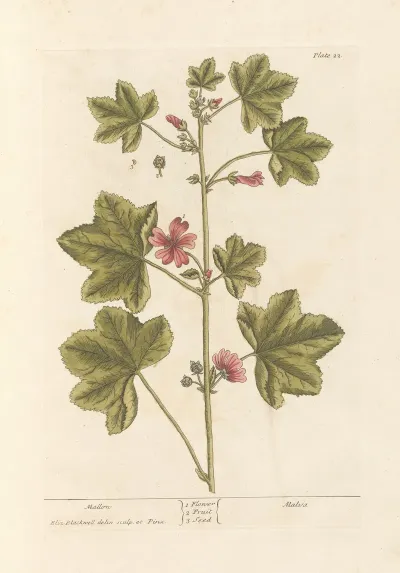 Mallow