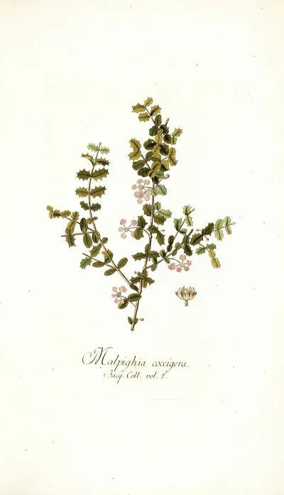 Malpighia Coccigera
