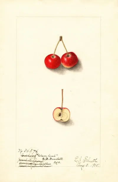 Malus Cherry Crab