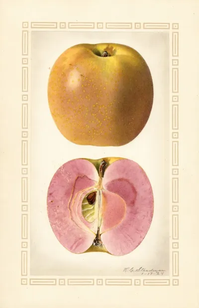 Malus Domestica 10
