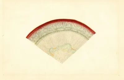 Malus Domestica 11
